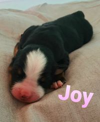 Joy_2_1